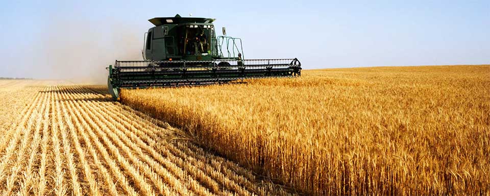 Combine farming corn