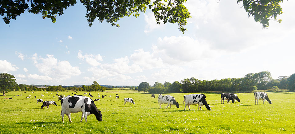 Animal Agriculture